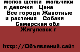 мопса щенки -мальчики и девочки › Цена ­ 25 000 - Все города Животные и растения » Собаки   . Самарская обл.,Жигулевск г.